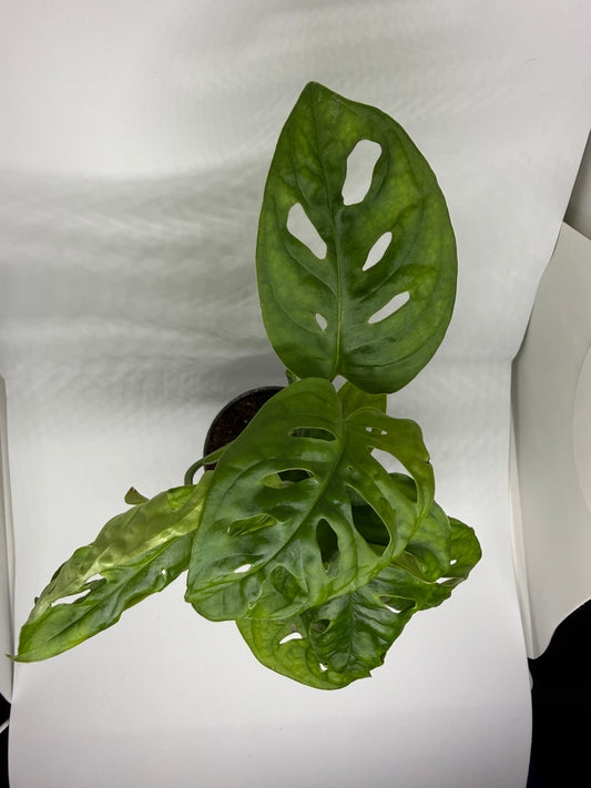 Monstera adansonii
