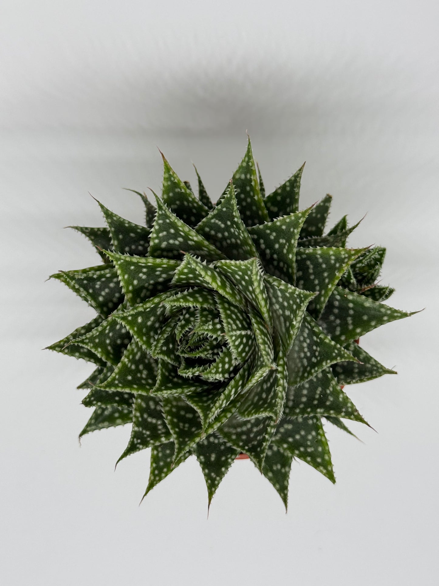 Aloe Aristata