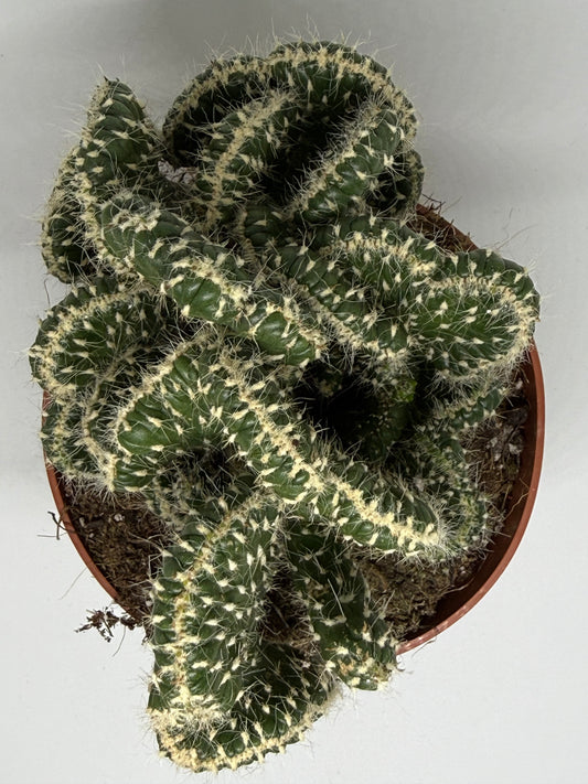 Cactus Austrocylindropuntia cylindrica