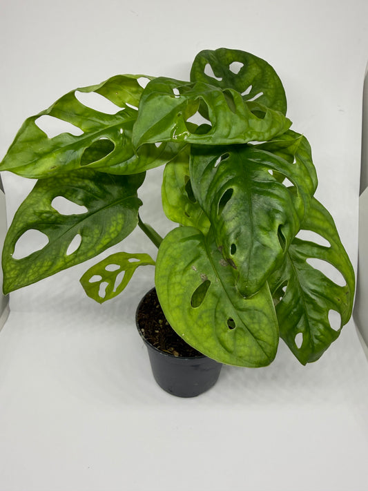 Monstera adansonii