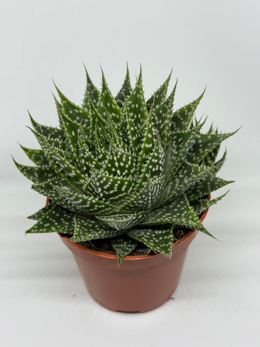 Aloe Aristata