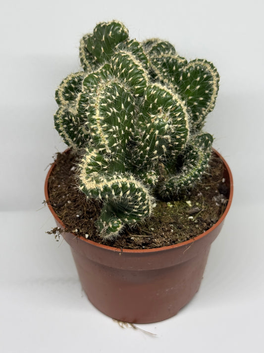 Cactus Austrocylindropuntia cylindrica