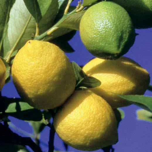 Citronnier Vulcan (Citrus limon vulcan)