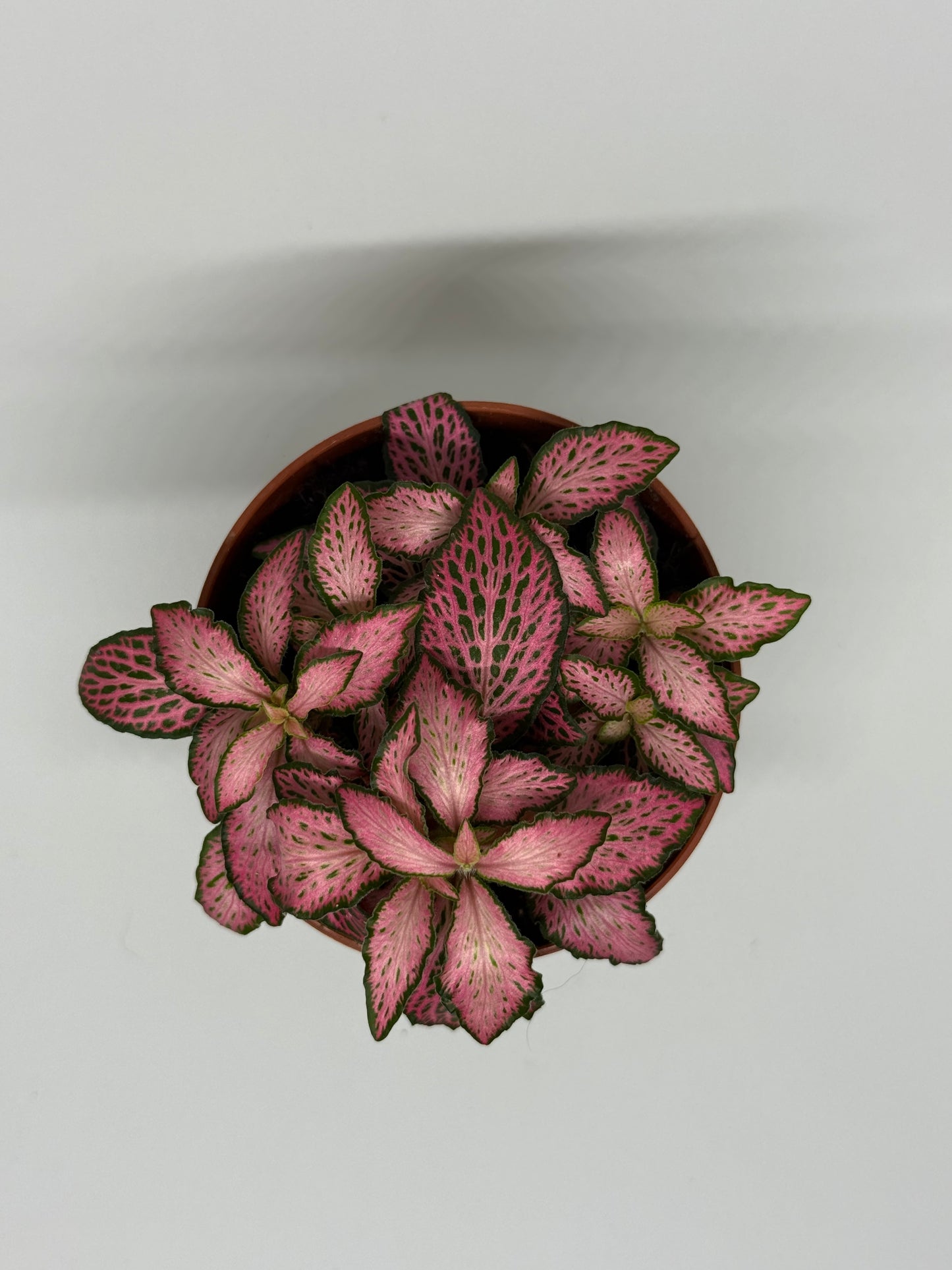 Fittonia 'Pink Forest Flame'