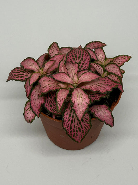 Fittonia 'Pink Forest Flame'