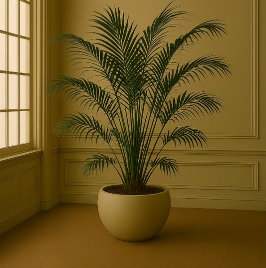 Palmier Kentia (Howea forsteriana) (4PP, 4 pieds par pot)