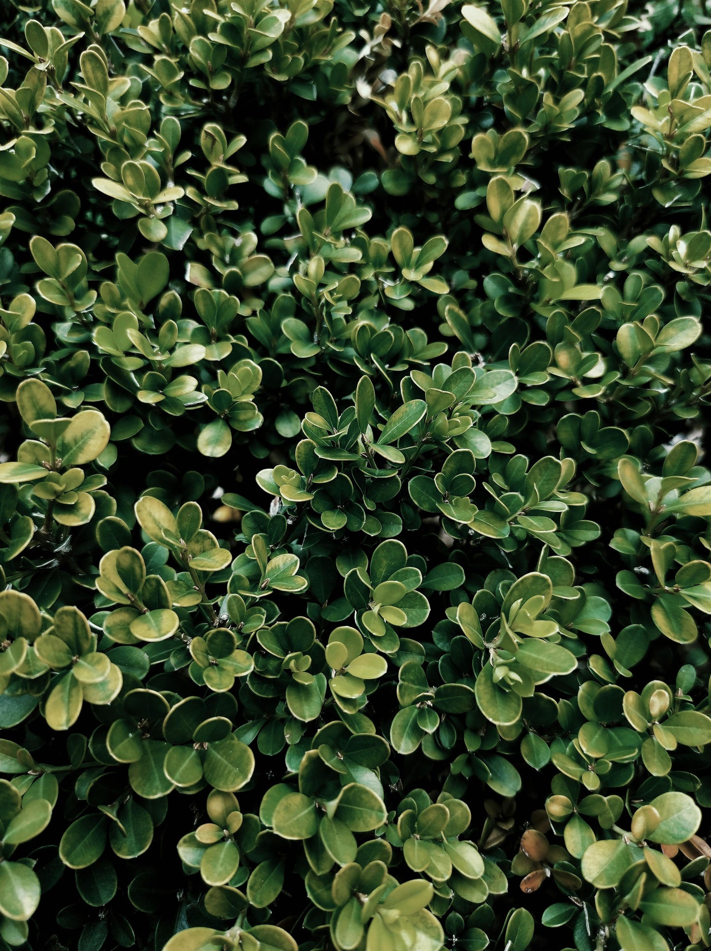 Buis (Buxus sempervirens)